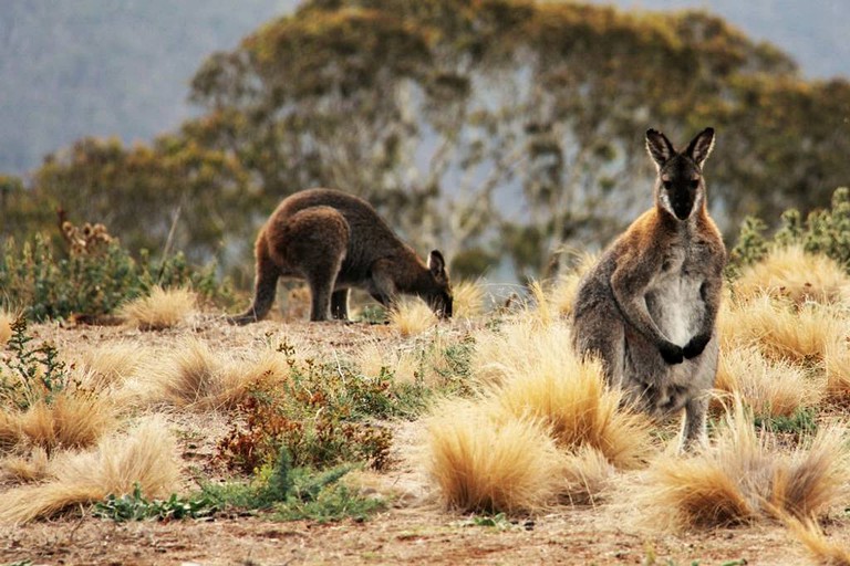 Barns (Curraweela, New South Wales, Australia)