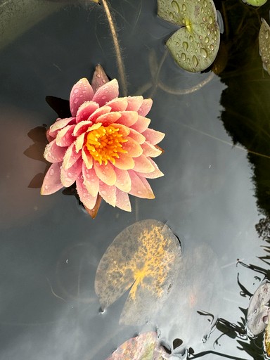 Domes (Ecuador, Peribuela, Imbabura)