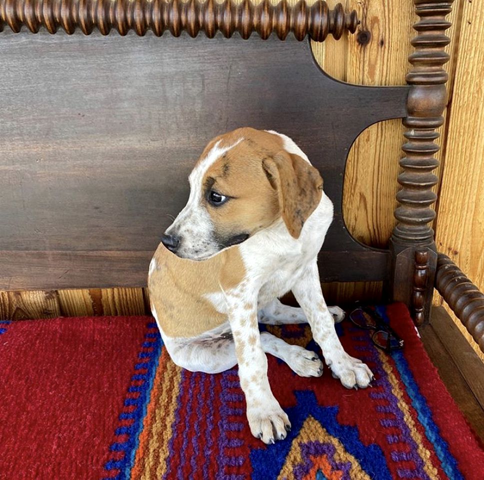 Glamping in Floresville at this Stunning Equine Ranch in South Texas