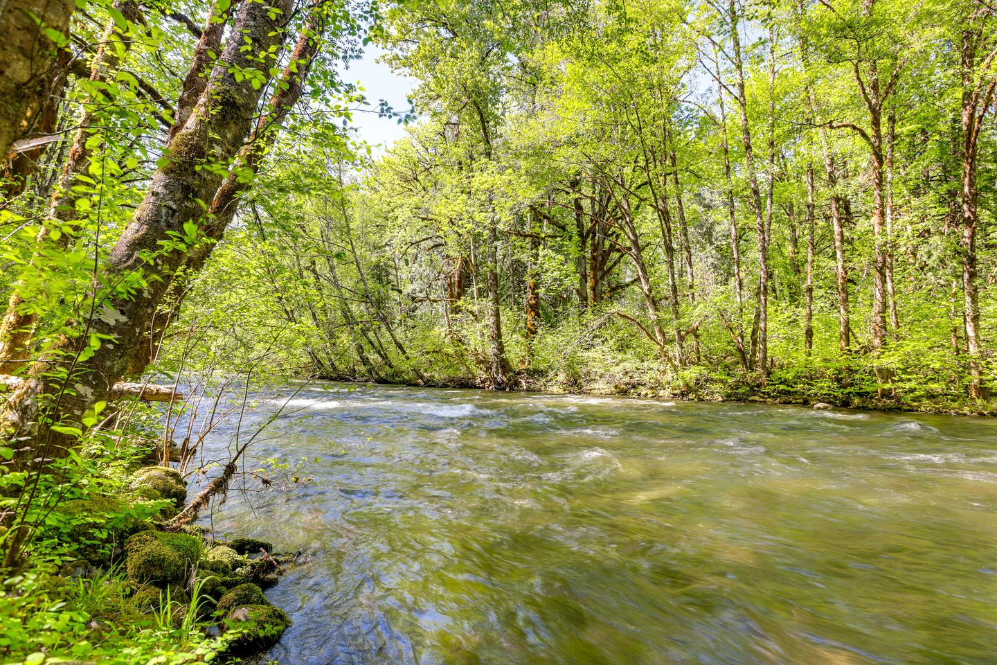 Intimate Creekfront Cabin with Private Sauna near Willamette National Forest