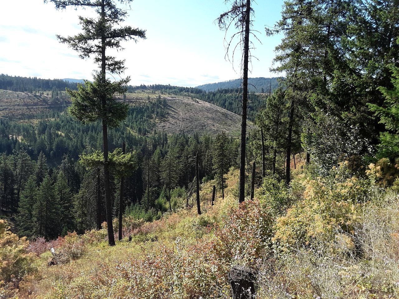 Cute Off-Grid Glamping Cabin Rental in Idaho for Relaxing Nature Getaways