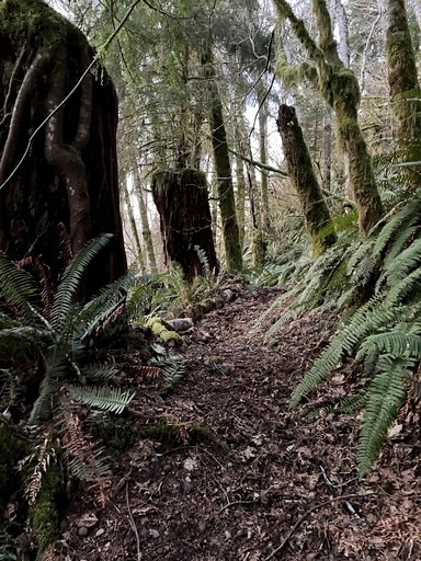 A-Frames (United States of America, Forks, Washington)