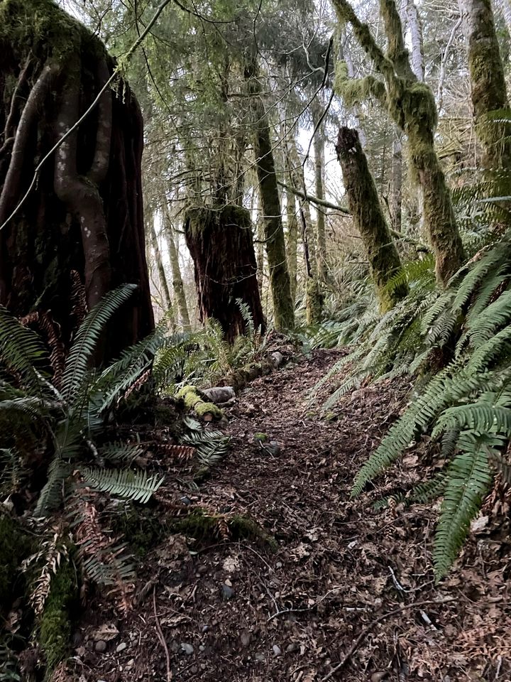 Glamping in the Eclipse Cabin in Forks, Washington, Home of the Twilight Saga
