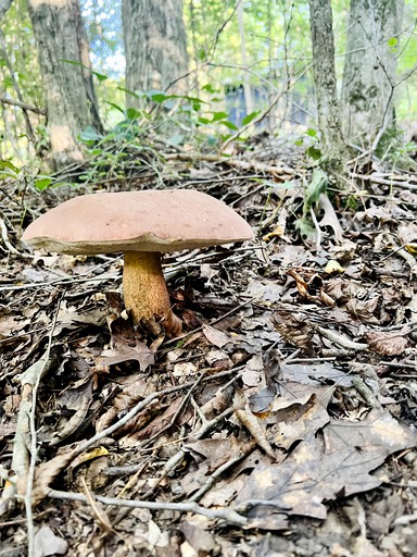 A-Frames (United States of America, Fountain Run, Kentucky)