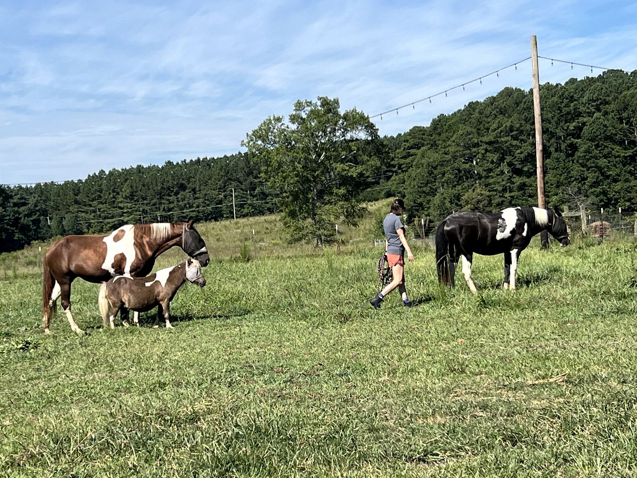 Serene Getaways to Nature on Horse Farm in Lafayette, Georgia