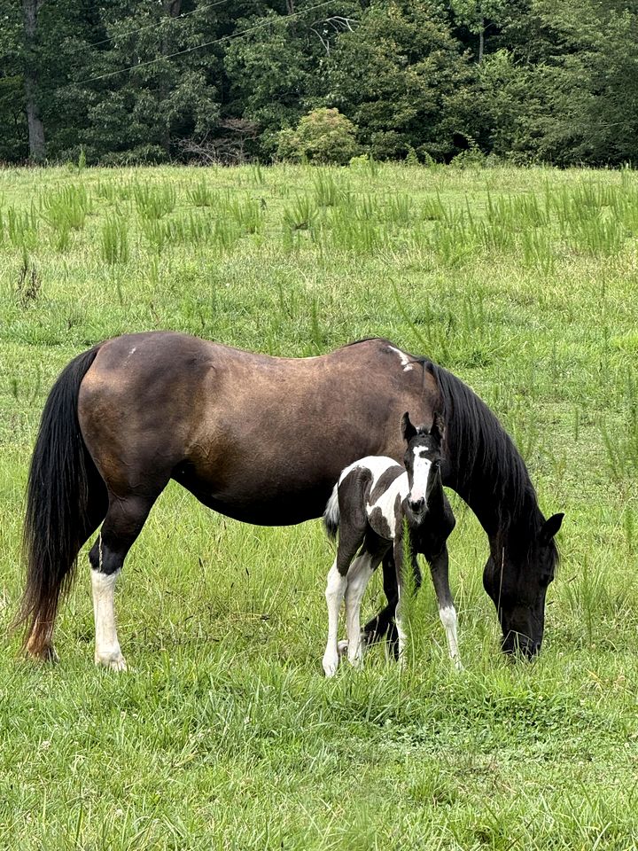 Serene Getaways to Nature on Horse Farm in Lafayette, Georgia
