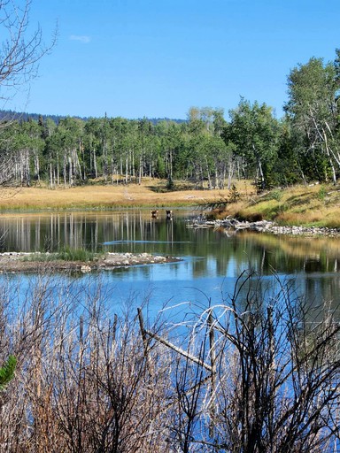 Cabins (Canada, 100 Mile House, British Columbia)