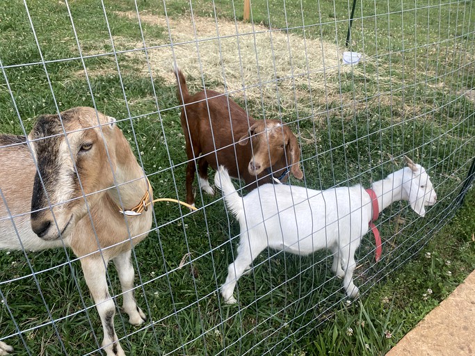 Tiny Houses (United States of America, Athens, Georgia)