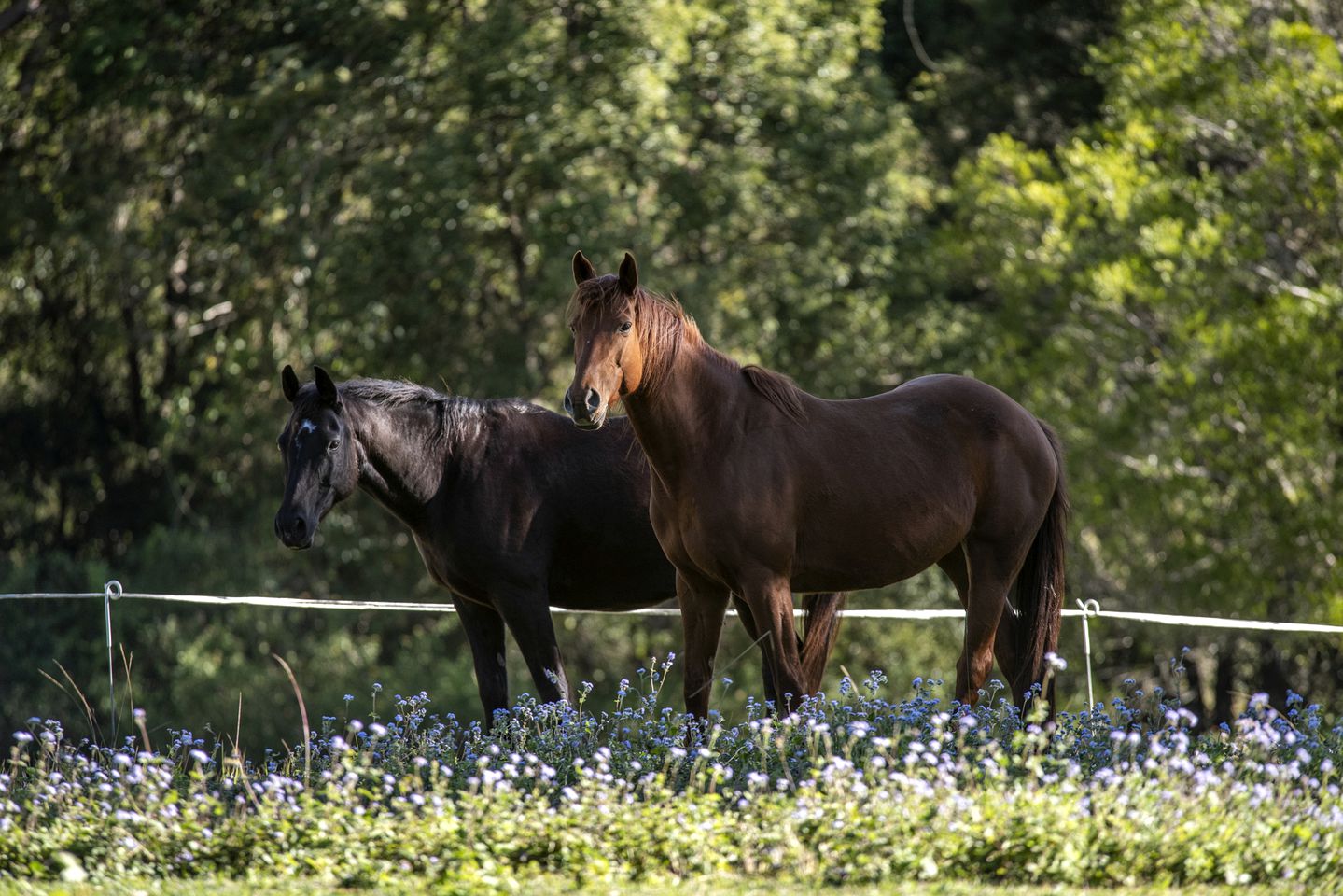 Kalahari Safari tent in Obi Obi, Queensland