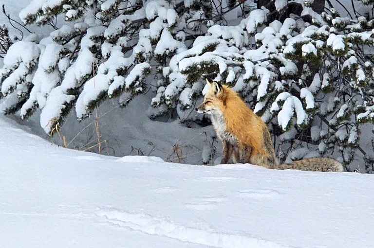 Cabins (United States of America, Big Sky, Montana)