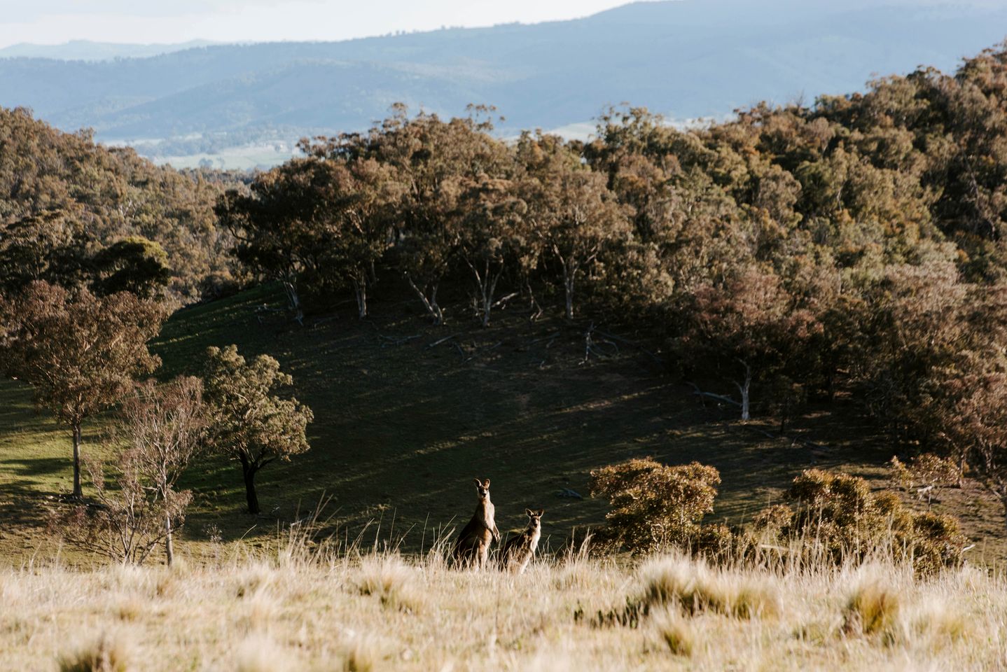 Wildnest Wilderness in Turondale, New South Wales