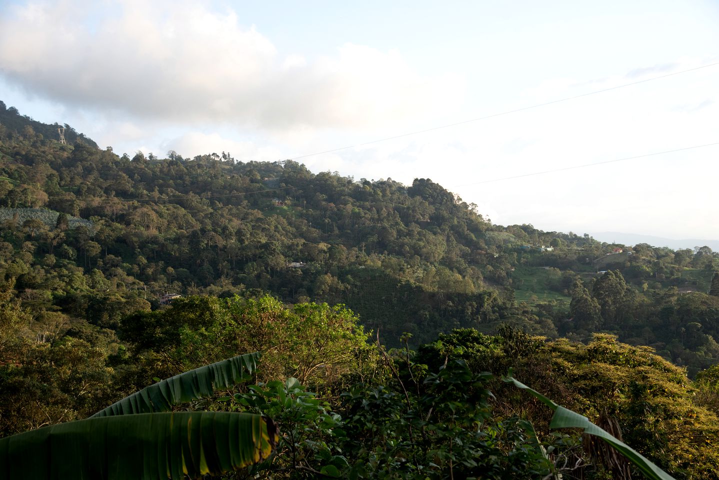 Breathtaking Tree Houses Nestled Among the Towering Trees in Colombia