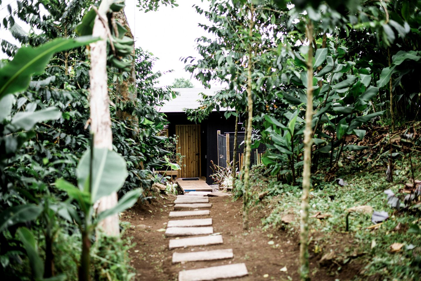 Breathtaking Tree Houses Nestled Among the Towering Trees in Colombia