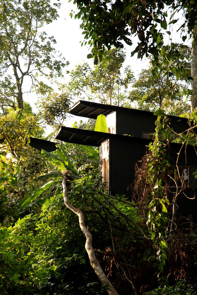 Breathtaking Tree Houses Nestled Among the Towering Trees in Colombia