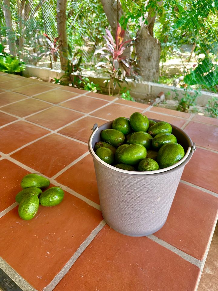 Incredible Multi-Unit Property on a Tropical Fruit Farm with Private Pool for an Amazing Group Getaway in Baja California Sur, Mexico