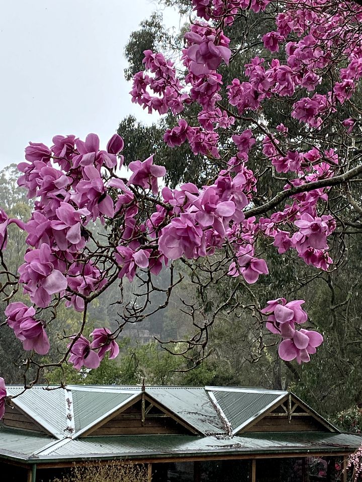 Glamping Escape to this Lovely Log Cabin Retreat in Olinda, Victoria