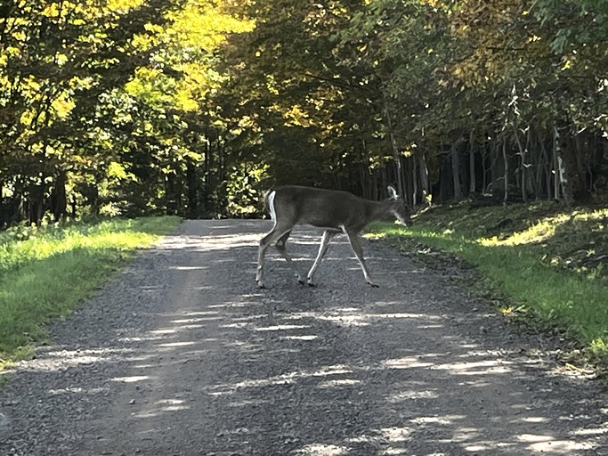 Yurts (United States of America, East Meredith, New York)