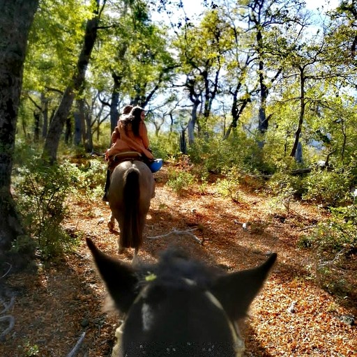 Yurts (Chile, --, Maule)