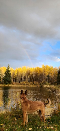 Cabins (Canada, Edmonton, Alberta)