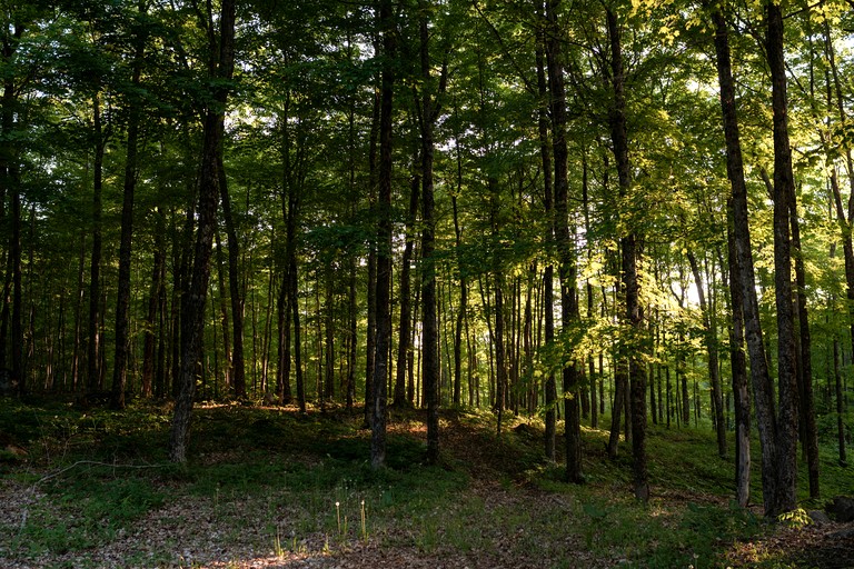 Cabins (Canada, Gooderham, Ontario)