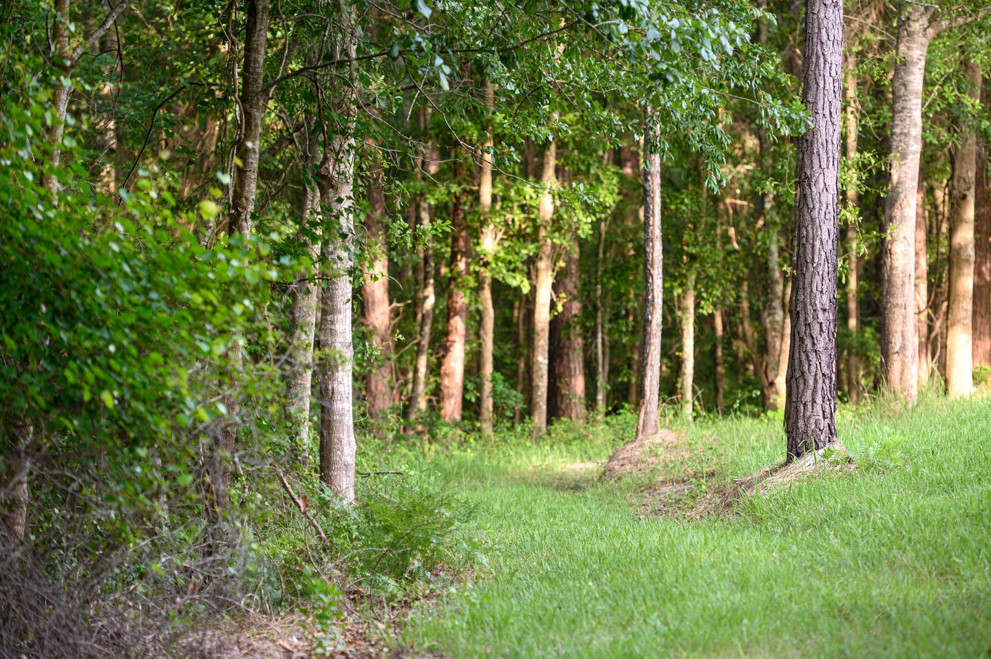 Perfect Couple's or Solo Getaway: 1840s Log Cabin, Claxton, GA