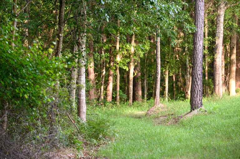 Cabins (United States of America, Claxton, Georgia)
