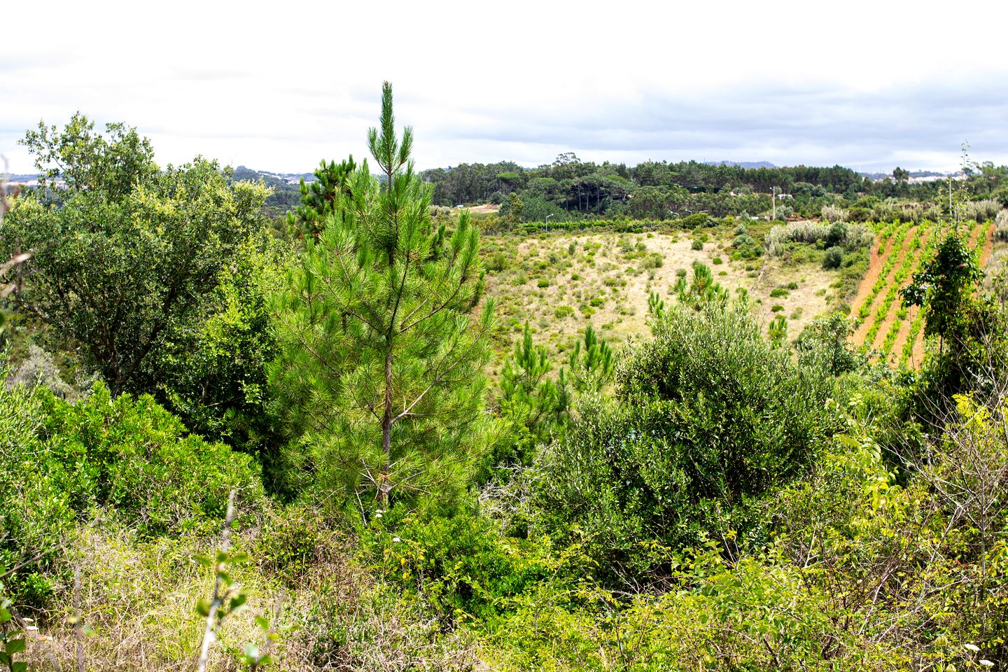 Picturesque Tiny Cabin Nestled into the Woods Near the Coast in Portugal