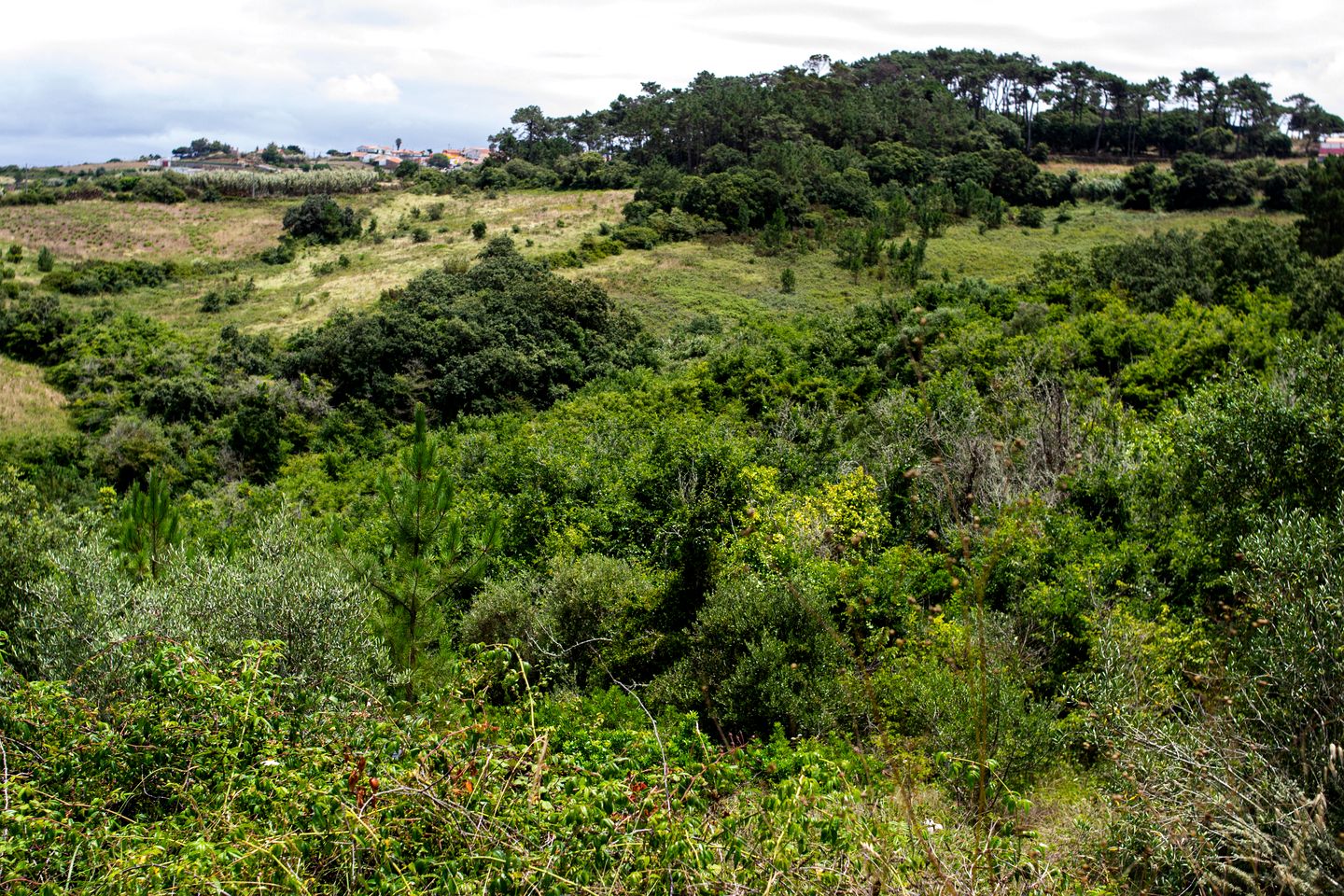 Picturesque Tiny Cabin Nestled into the Woods Near the Coast in Portugal