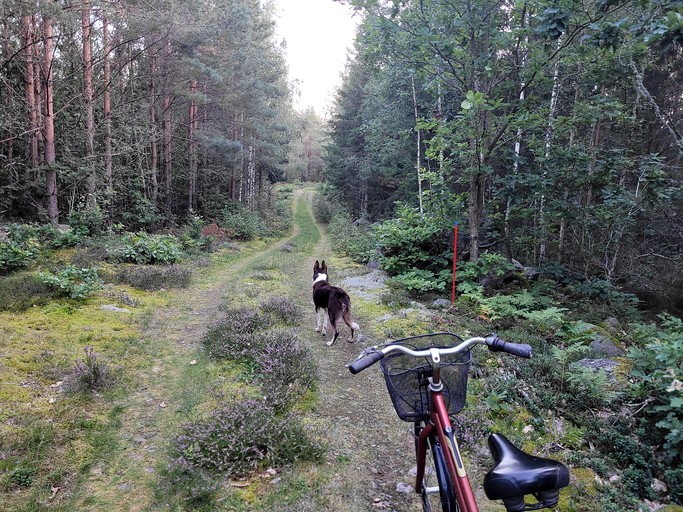 A-Frames (Sweden, Rugstorp, Småland)