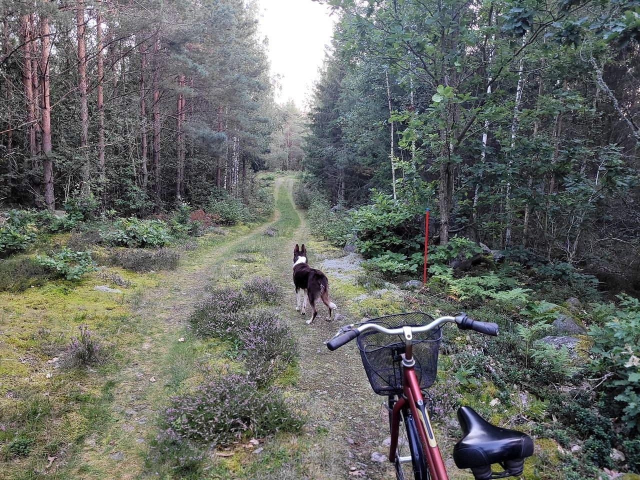 Unique A-Frame Great for a Glamping Experience in Sweden
