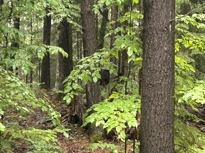 Cabins (Canada, Eganville, Ontario)
