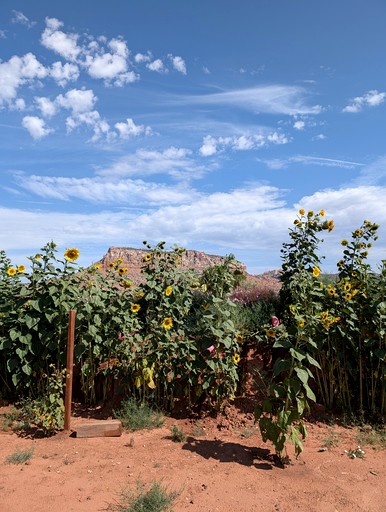 Cabins (United States of America, Cane Beds, Arizona)
