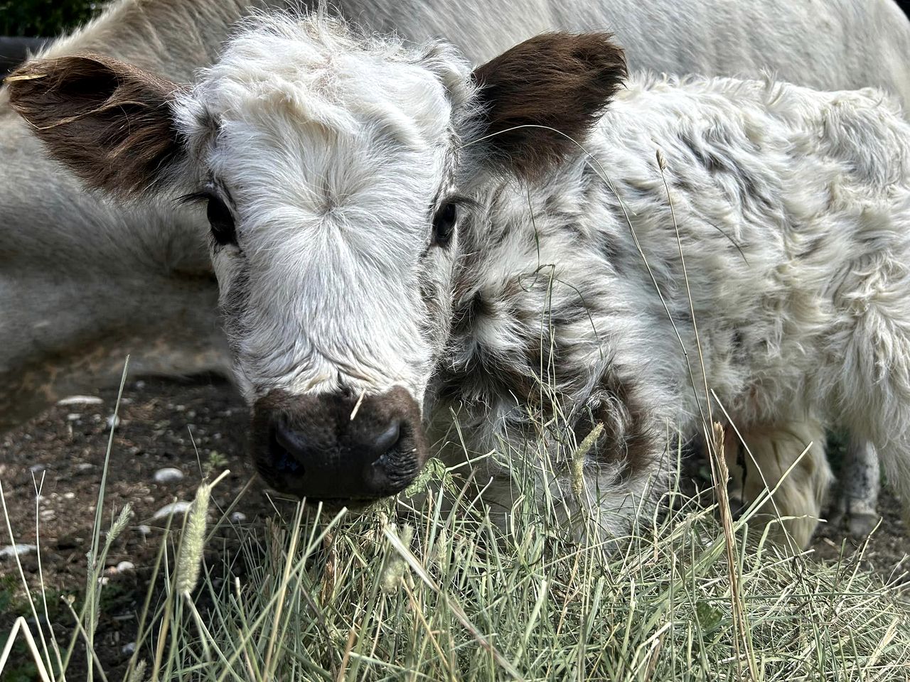 Cozy Bell Tent Surrounded by Nature in Montana