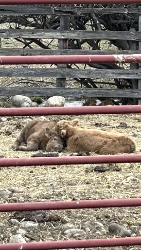 Bell Tents (United States of America, Absarokee, Montana)