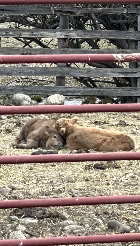 Cozy Bell Tent Surrounded by Nature in Montana