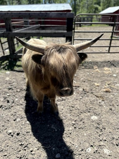 Bell Tents (United States of America, Absarokee, Montana)