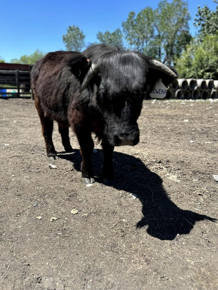 Cozy Bell Tent Surrounded by Nature in Montana