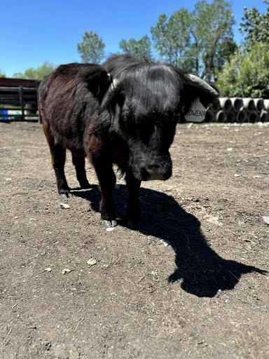 Bell Tents (United States of America, Absarokee, Montana)
