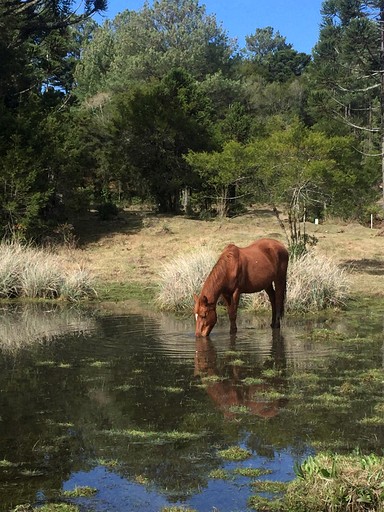Cottages (Brazil, Canela, Rio Grande do Sul)