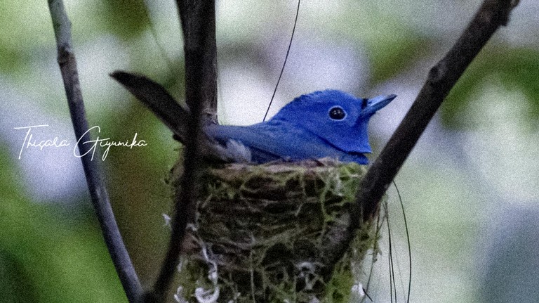 Villas (Sri Lanka, --, --)