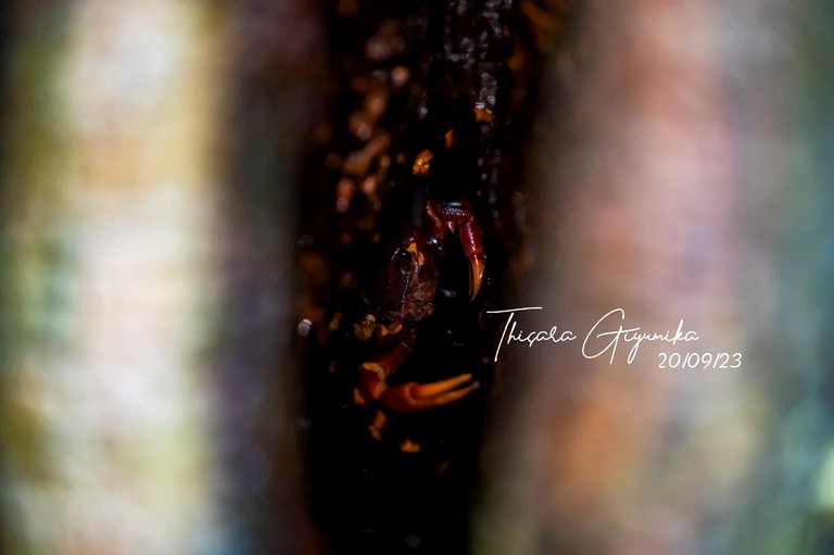 Villas (Sri Lanka, --, --)