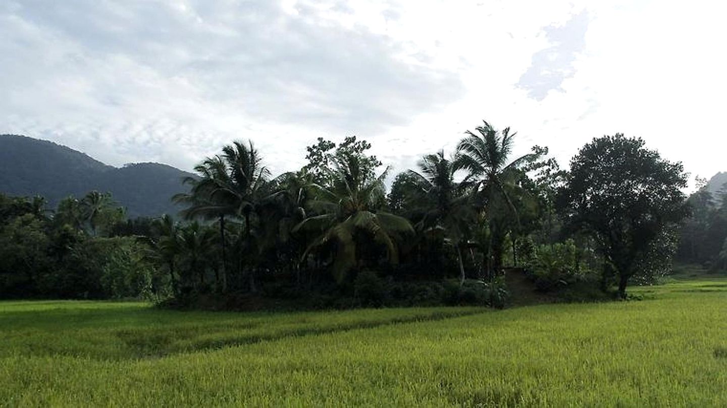 Off-Grid Cabin with Breathtaking Rainforest Views and Wildlife in Sri Lanka