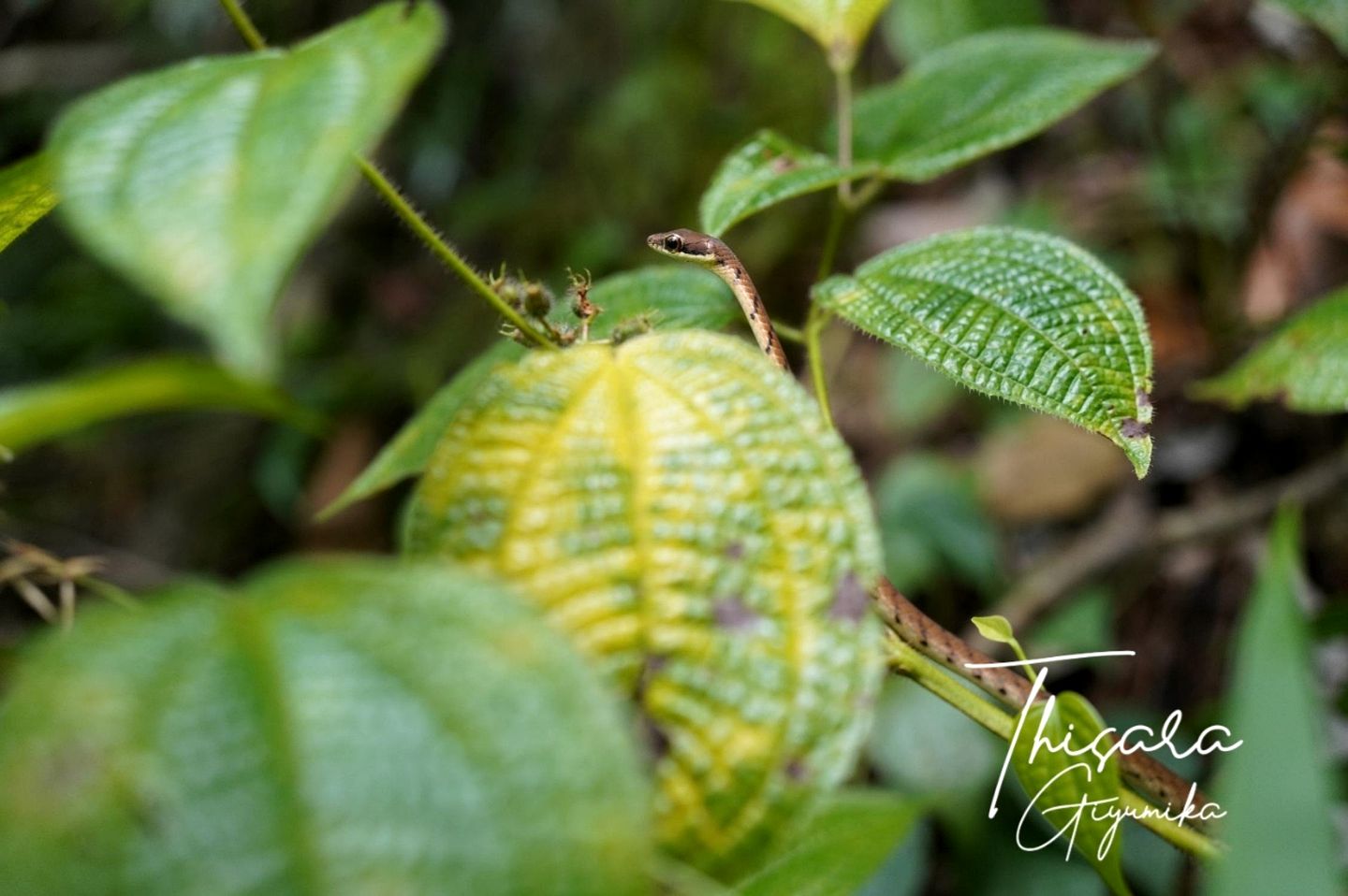 Off-Grid Cabin with Breathtaking Rainforest Views and Wildlife in Sri Lanka