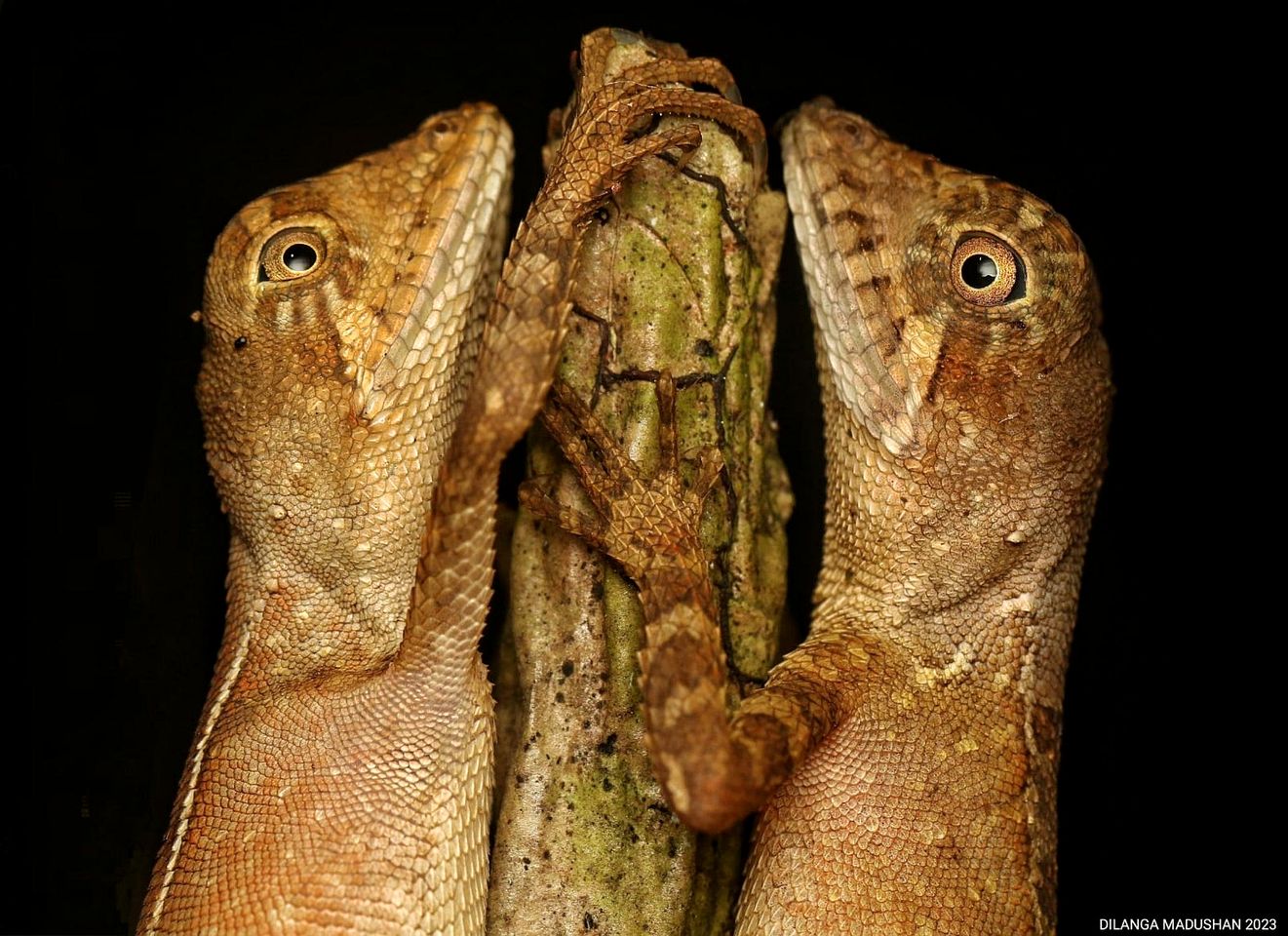 Off-Grid Cabin with Breathtaking Rainforest Views and Wildlife in Sri Lanka