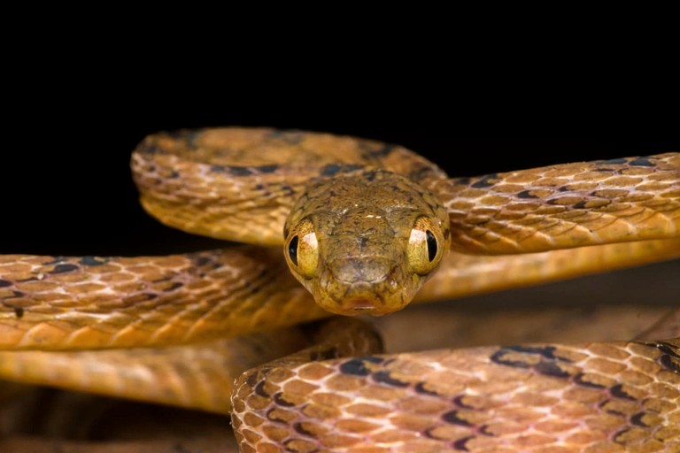 Villas (Sri Lanka, --, --)