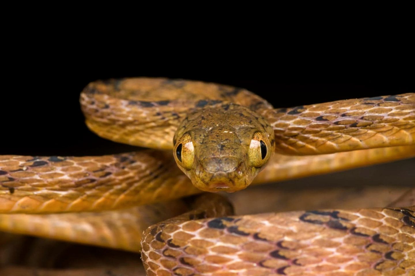 Off-Grid Cabin with Breathtaking Rainforest Views and Wildlife in Sri Lanka