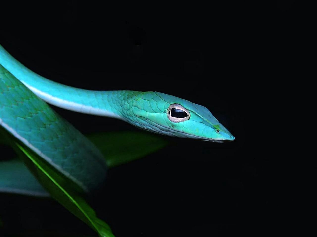 Off-Grid Cabin with Breathtaking Rainforest Views and Wildlife in Sri Lanka