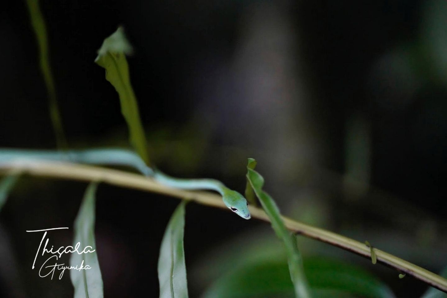 Off-Grid Cabin with Breathtaking Rainforest Views and Wildlife in Sri Lanka