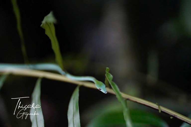 Villas (Sri Lanka, --, --)