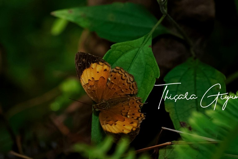 Villas (Sri Lanka, --, --)